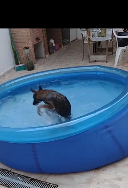 A cadela está saltando na água.