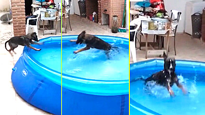 Cachorro é flagrado se divertindo em piscina.