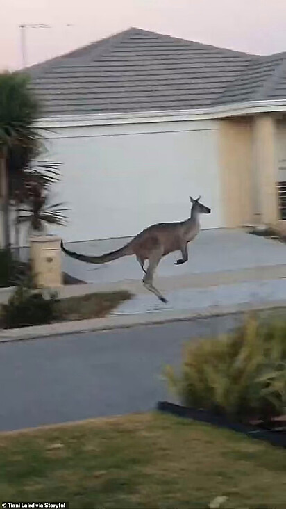 O canguru está fugindo.