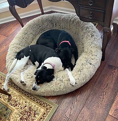 Cockie e Lucky dormindo juntas.