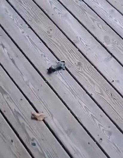 Bebê esquilo na varanda do autor do vídeo.