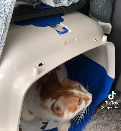Um gatinho branco com laranja está dentro da caixa de transporte.
