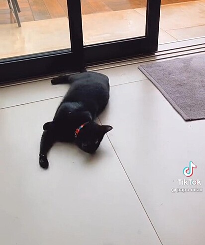 O gatinho preto está deitado no chão quando chegaram ao destino da viagem.