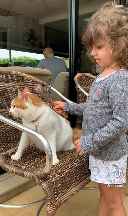Uma criança está fazendo carinho em um dos gatos.