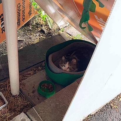 O gato está dentro de uma bacia na cabana improvisada.