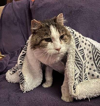 O gato está debaixo de um cobertor.