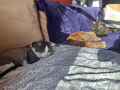 Ferdinand está dormindo no sofá com outros dois felinos.