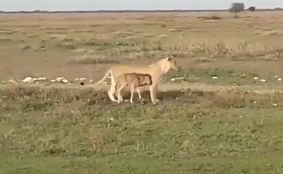 A leoa está atenta a outras predadores.