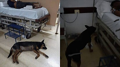 Cão cuida de tutor enquanto o mesmo não recebe alta do hospital.
