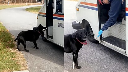 Cachorro corre ao encontro do carro do correio.