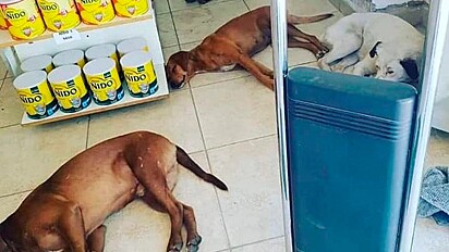 Para fugir da onda de calor, cães se abrigam dentro de uma farmácia com ar condicionado.
