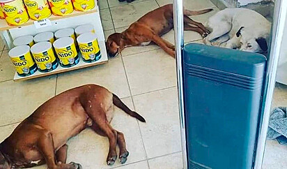 Três cães estão deitados no chão de uma farmácia.