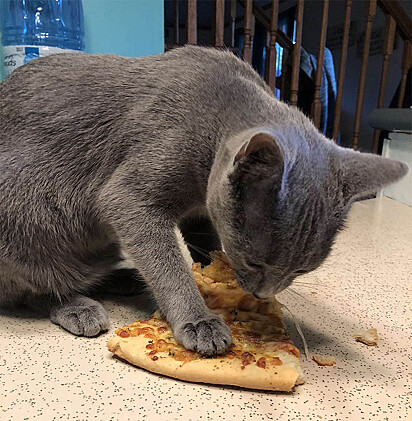 A felina está comendo um pedaço de pizza