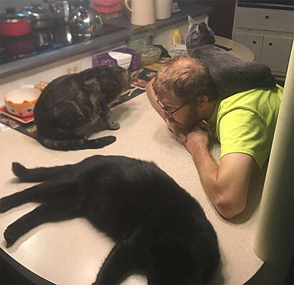 Três gatos de Jasmine aparecem deitados ao lado de um homem