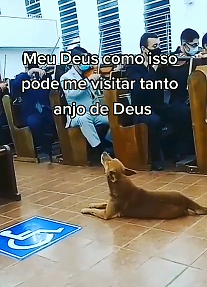 Os violistas tocam seus instrumentos enquanto o cão uiva junto a música