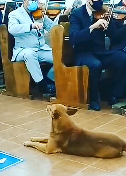 O cão está deitado no meio do corredor da igreja