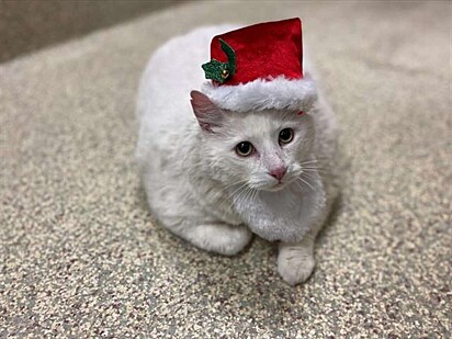 Disco está usando um chapéu de Natal.