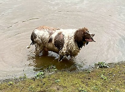 O cão está na água se refrescando.