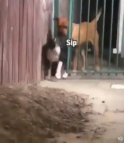 O bull terrier aprendeu como passar pelo portão.