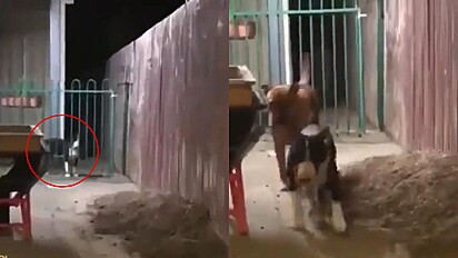 Pitbull ajuda amigo a passar pela grade do portão.