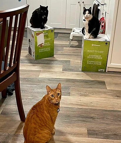 O gato laranja está no chão e os outros dois felinos um em cima de cada caixa.