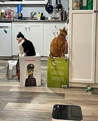 Dois gatos estão em cima das caixas, um em cada.