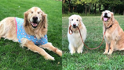 Golden retriever cego e seu cão-guia