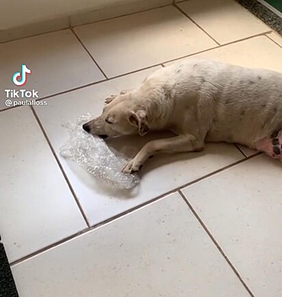 Alemão o cão mais velho está mordendo um pedaço de plástico.