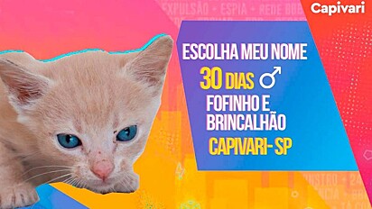 Prefeitura cria campanha inspirada no Big Brother Brasil para incentivar doações de pets.