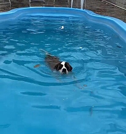 Missy está nadando.