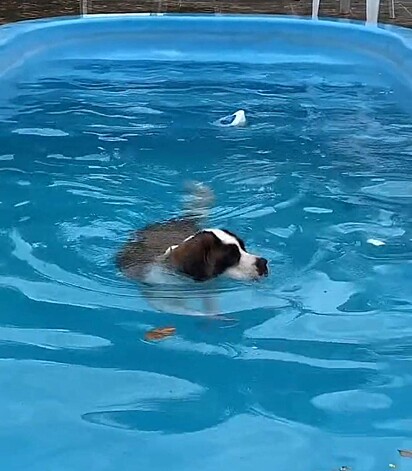 Após ser pega sozinha na piscina Missy está aproveitando para nadar.