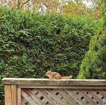 O esquilo está no jardim.
