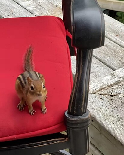 O esquilo está em cima de uma cadeira.