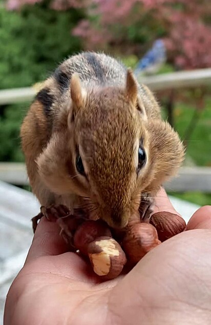 O esquilo está pegando comida da mão da mulher.