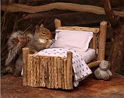 O esquilo está cheirando a cama.