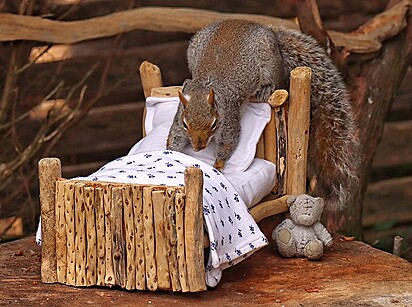 O esquilo está em cima do travesseiro.