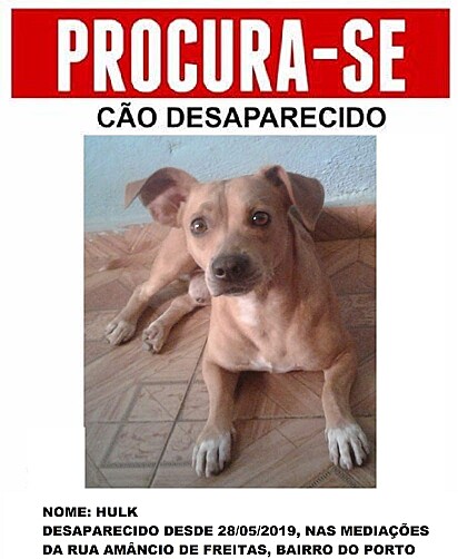 Exemplo de um panfleto de procura-se cão desaparecido