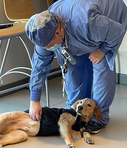 O cachorro está recebendo carinho de um médico.