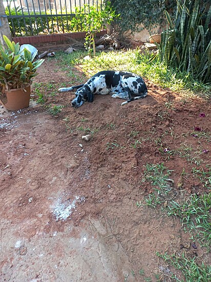 A cadela está deitada próxima do local onde o amigo foi enterrado.