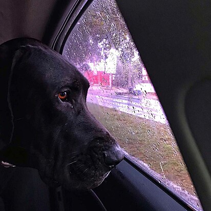 O cão está olhando pela janela do carro, foto antes do falecimento.