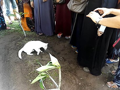 O felino está cavando a terra do cemitério.