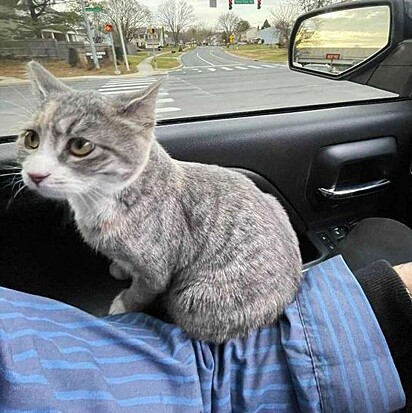 A felina está dentro do carro do homem.