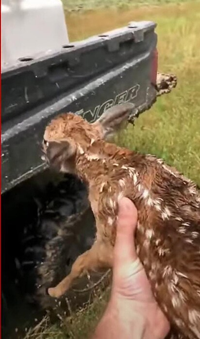 O tutor pegou o cervo após cão tirá-lo da água.