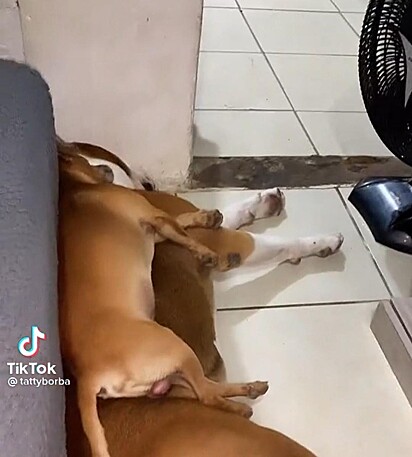 Os dois cães estão deitados em frente ao ventilador.