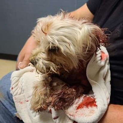 O cão está no veterinário após ter sido atacado.