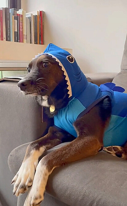 O canino está vestido de tubarão
