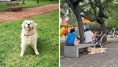 O cachorro finge ser de outra família na hora que dona pede para ir embora do parque.