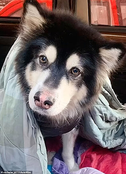 O cão está enrolado em uma coberta.