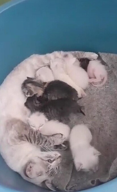 As gatas e os bebês estão dentro de uma bacia.