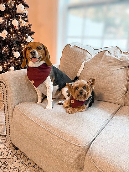 As cachorrinhas estão no sofá ao lado da árvore de Natal.